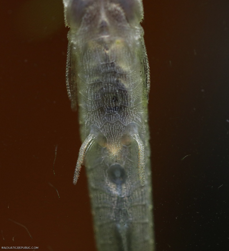 Acestridium scutatum