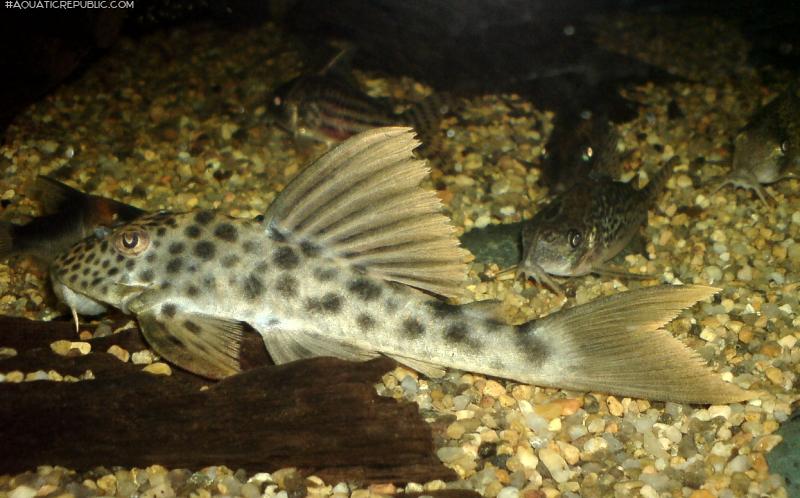 Ancistomus cf. feldbergae