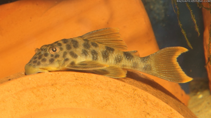 Ancistomus feldbergae