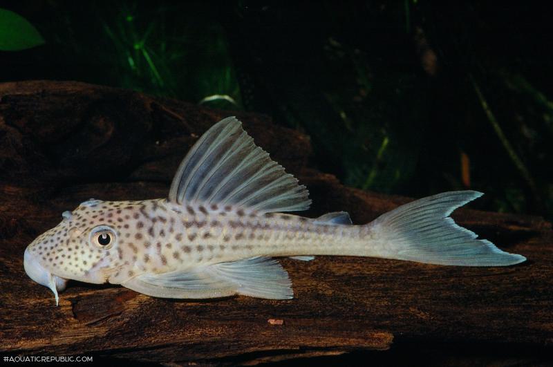 Ancistomus snethlageae