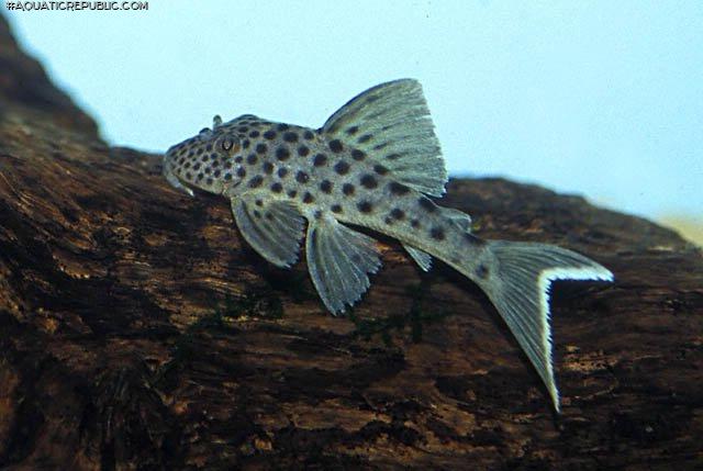 Ancistomus snethlageae