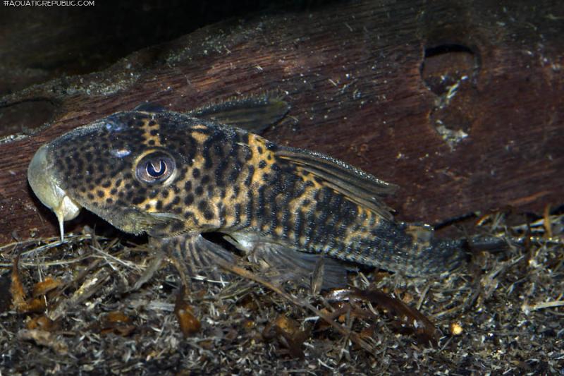 Ancistomus snethlageae