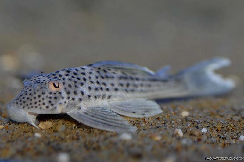 Ancistomus snethlageae