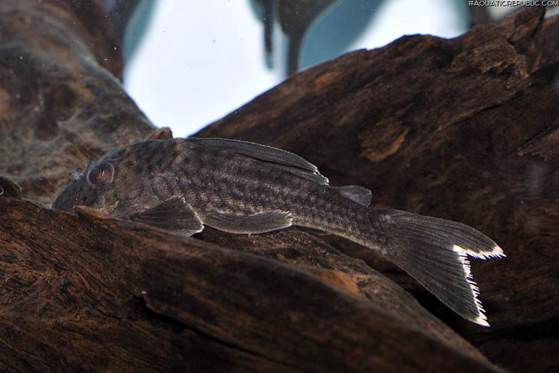 Ancistomus snethlageae