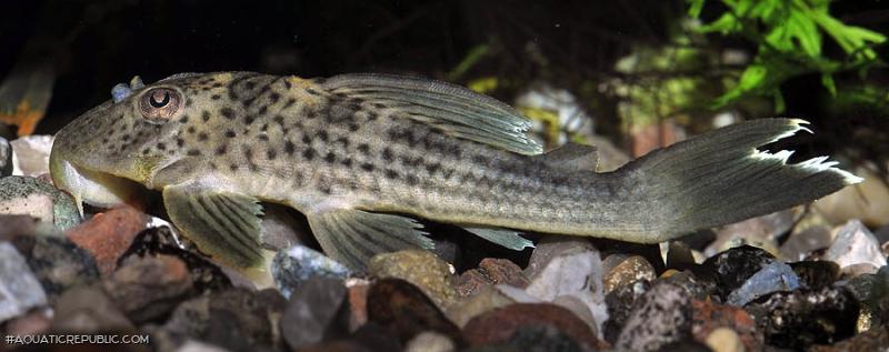 Ancistomus snethlageae