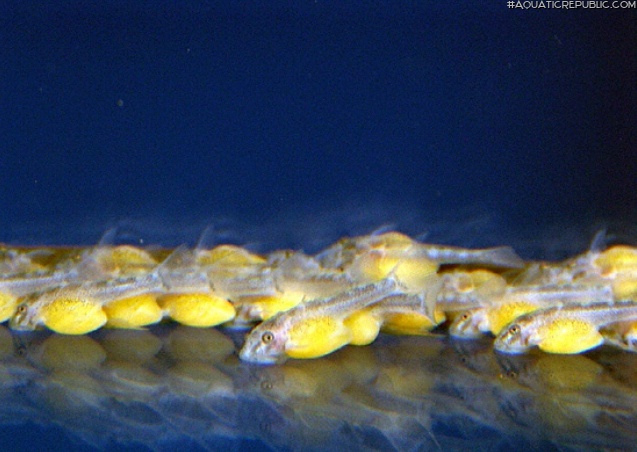 Ancistomus sp. (L147)