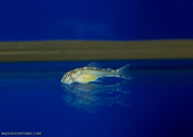 Ancistomus sp. (L147)