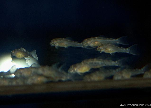 Ancistomus sp. (L147)