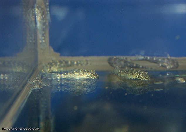 Ancistomus sp. (L147)