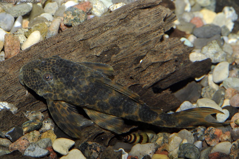 Ancistomus sp. (L147)