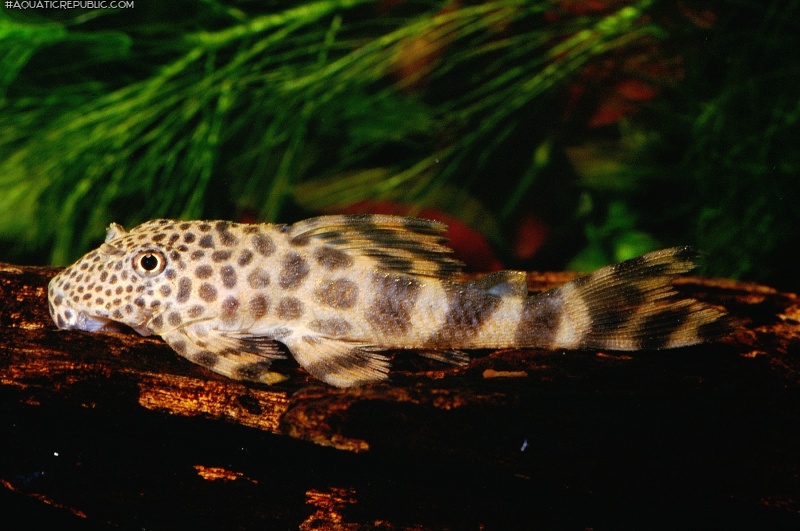 Ancistomus sp. (L147)