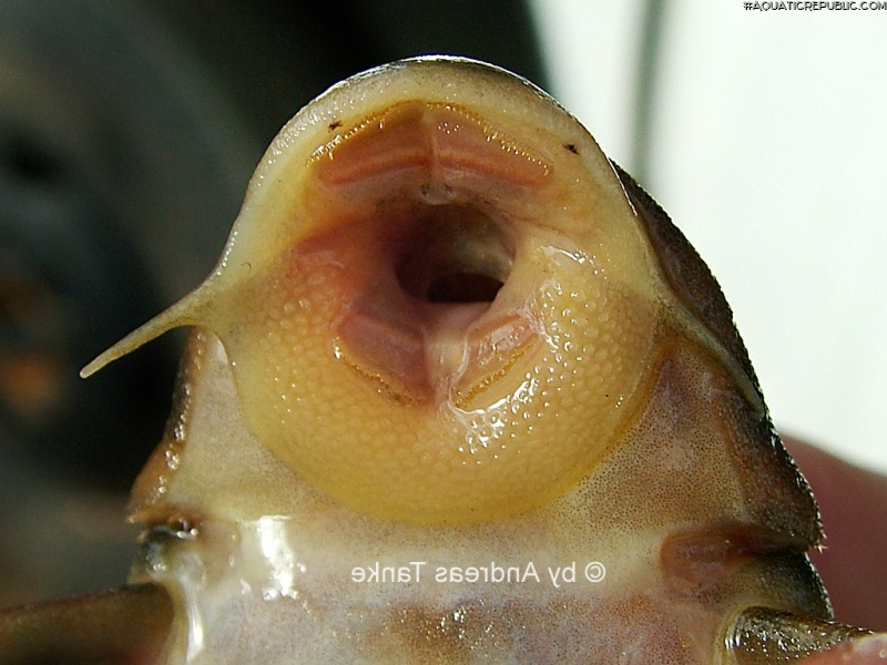 Ancistomus sp. (L430)