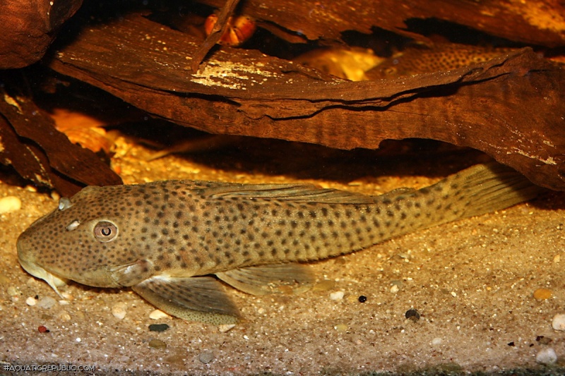 Ancistomus spilomma