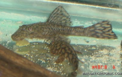 Ancistrus brevifilis