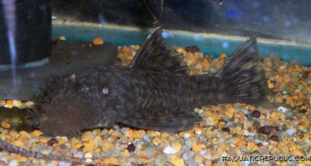 Ancistrus brevifilis