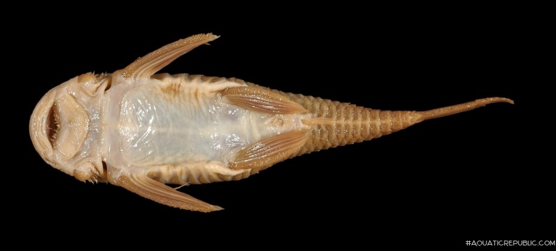 Ancistrus brevipinnis