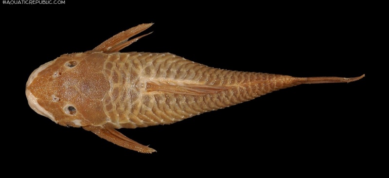 Ancistrus brevipinnis