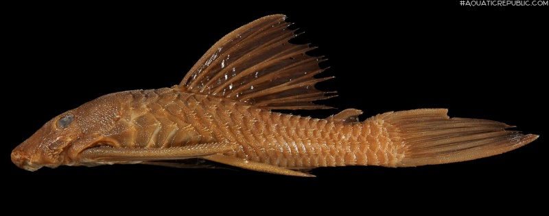 Ancistrus centrolepis