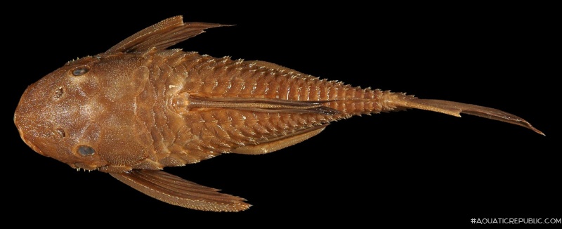 Ancistrus centrolepis