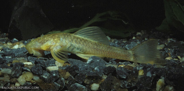 Ancistrus cryptophthalmus