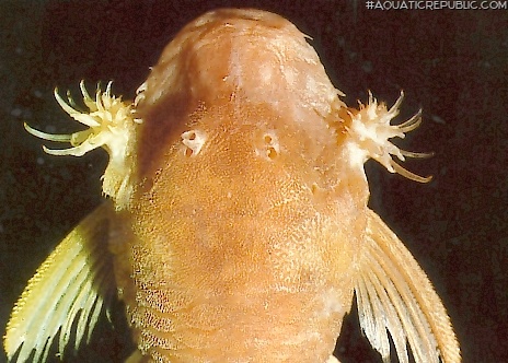 Ancistrus cryptophthalmus