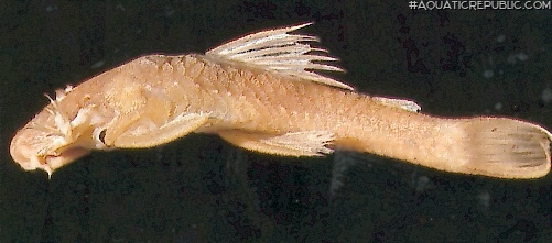 Ancistrus cryptophthalmus