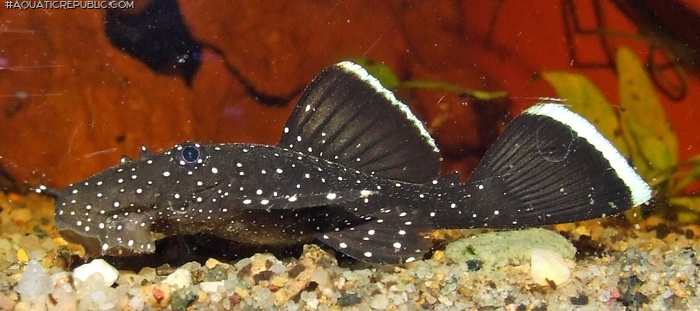 Ancistrus dolichopterus