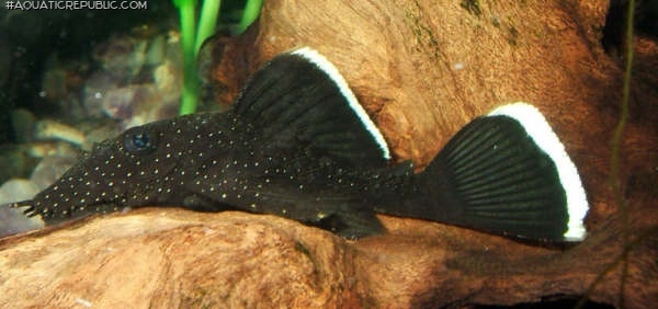 Ancistrus dolichopterus