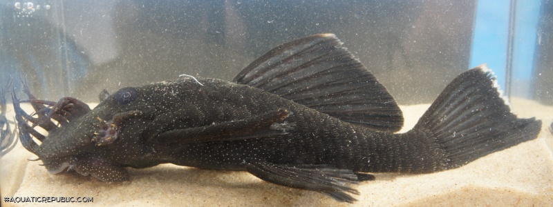 Ancistrus dolichopterus