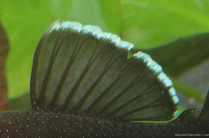 Ancistrus dolichopterus