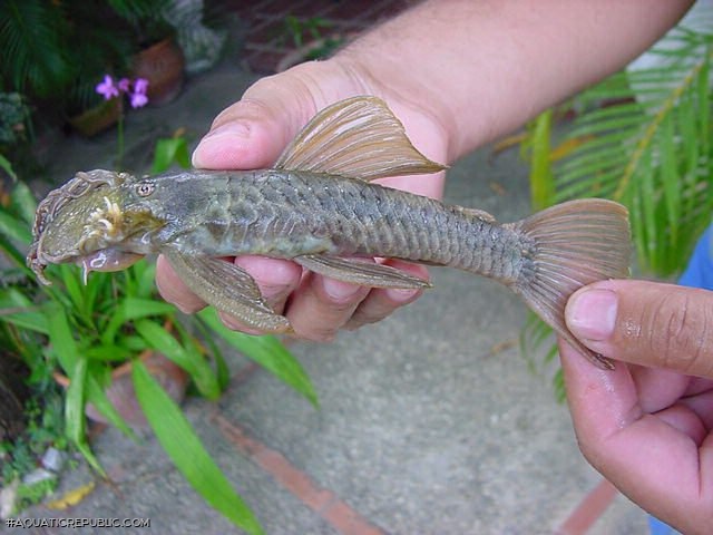 Ancistrus gymnorhynchus