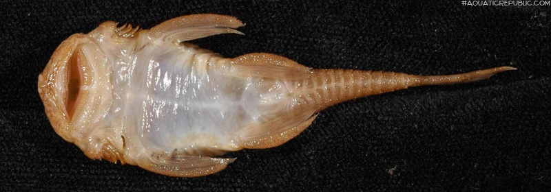 Ancistrus heterorhynchus