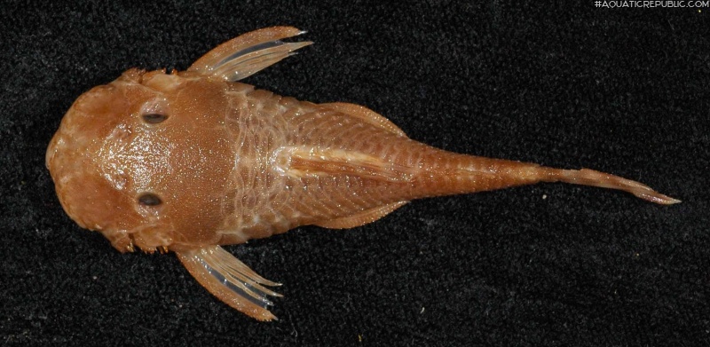 Ancistrus heterorhynchus