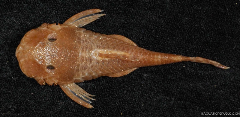 Ancistrus heterorhynchus