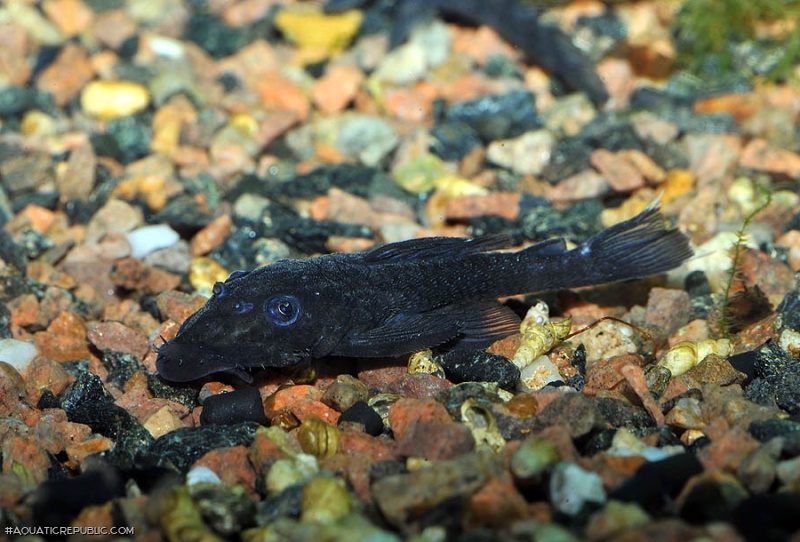 Ancistrus macrophthalmus