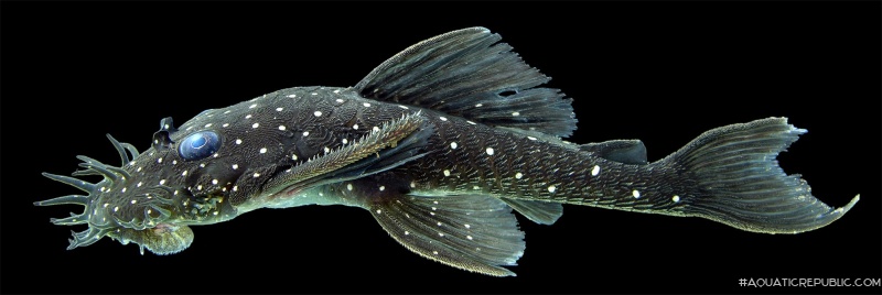 Ancistrus macrophthalmus