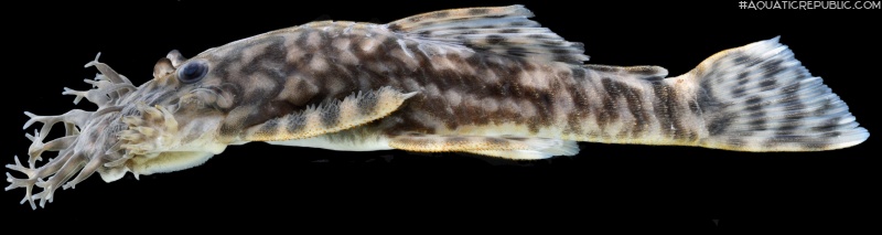 Ancistrus marcapatae