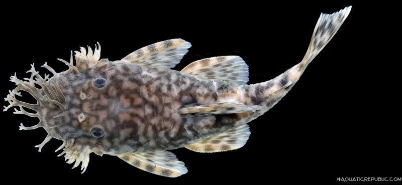 Ancistrus marcapatae