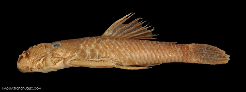 Ancistrus montanus