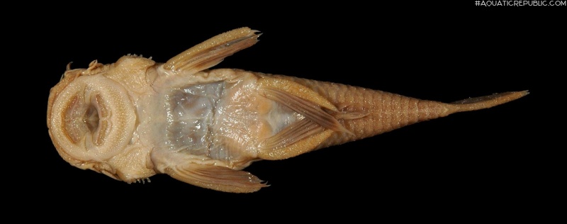 Ancistrus montanus