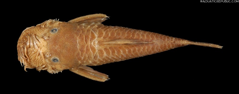 Ancistrus montanus