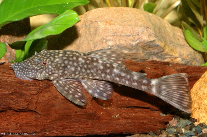 Ancistrus multispinis