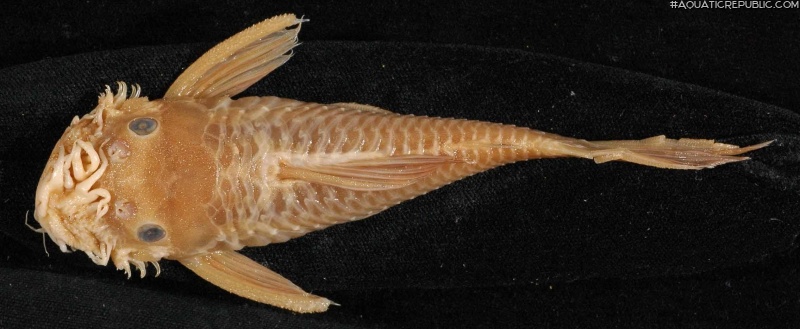 Ancistrus occidentalis