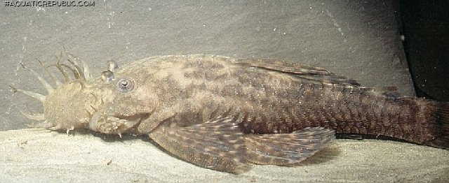 Ancistrus pirareta