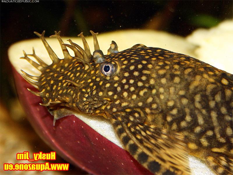 Ancistrus sp. (3)