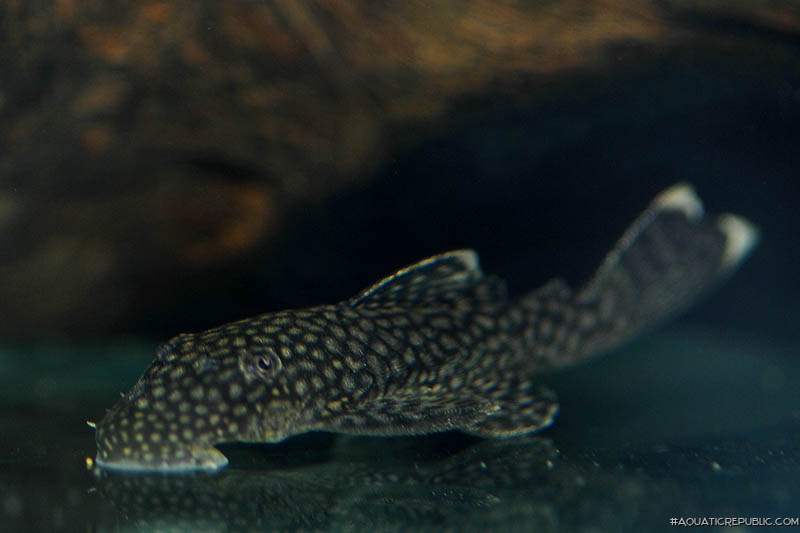 Ancistrus sp. (3)