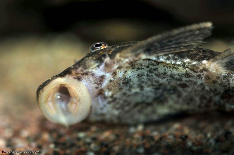 Ancistrus sp. (3)