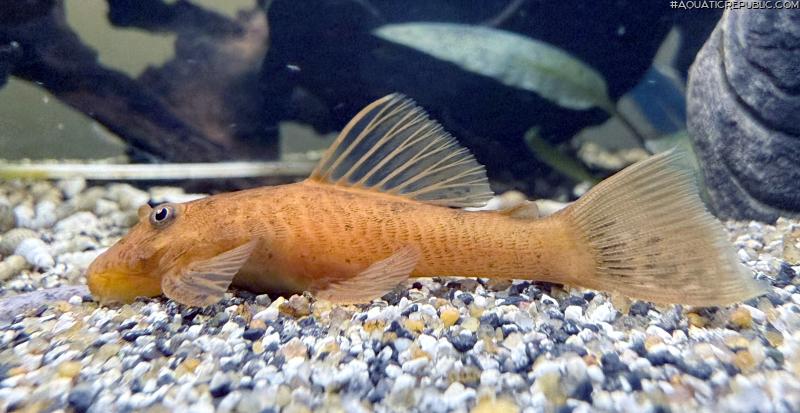 Ancistrus sp. (3)