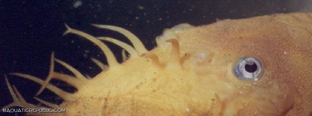 Ancistrus sp. (4)