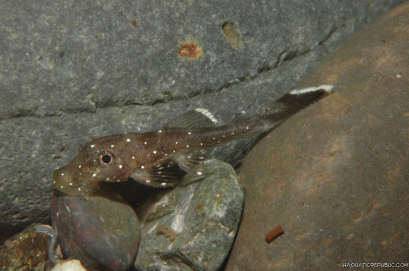 Ancistrus sp. (L088)